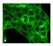 MCH receptor 1 antibody, 702618, Invitrogen Antibodies, Immunofluorescence image 