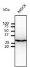 HSF antibody, orb10749, Biorbyt, Western Blot image 