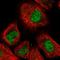 PH3 antibody, HPA062031, Atlas Antibodies, Immunofluorescence image 