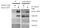 HAUS Augmin Like Complex Subunit 1 antibody, PA5-34874, Invitrogen Antibodies, Western Blot image 