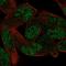 Zinc Finger Protein 850 antibody, HPA029299, Atlas Antibodies, Immunofluorescence image 