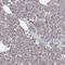 Pre-mRNA-processing factor 40 homolog B antibody, PA5-58386, Invitrogen Antibodies, Immunohistochemistry frozen image 