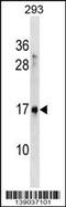 SYS1 Golgi Trafficking Protein antibody, 59-569, ProSci, Western Blot image 