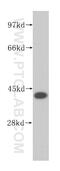 Dihydroorotate Dehydrogenase (Quinone) antibody, 14877-1-AP, Proteintech Group, Western Blot image 