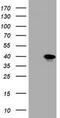 MAGE Family Member B1 antibody, TA800475, Origene, Western Blot image 