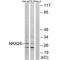 NK2 Homeobox 6 antibody, PA5-50047, Invitrogen Antibodies, Western Blot image 