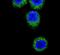 FGFR-2 antibody, PA5-14652, Invitrogen Antibodies, Immunofluorescence image 