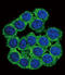 CUB And Zona Pellucida-Like Domain-Containing Protein 1                     antibody, LS-C167163, Lifespan Biosciences, Immunofluorescence image 