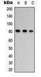 Microtubule Associated Protein Tau antibody, LS-C356200, Lifespan Biosciences, Western Blot image 