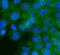 Insulin Like Growth Factor 2 Receptor antibody, A00951, Boster Biological Technology, Immunofluorescence image 
