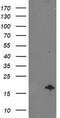 NADH:Ubiquinone Oxidoreductase Subunit A7 antibody, CF502749, Origene, Western Blot image 