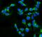 Claudin 2 antibody, A03033-1, Boster Biological Technology, Immunofluorescence image 
