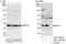 40S ribosomal protein S2 antibody, NBP2-14853, Novus Biologicals, Immunoprecipitation image 