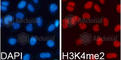 Histone H3.1t antibody, A2356, ABclonal Technology, Immunofluorescence image 