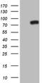 Nuclear receptor subfamily 4 group A member 3 antibody, NBP2-46246, Novus Biologicals, Western Blot image 