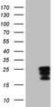 Colony Stimulating Factor 2 antibody, TA807986S, Origene, Western Blot image 