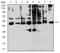 Killer cell immunoglobulin-like receptor 3DL1 antibody, NBP2-61811, Novus Biologicals, Western Blot image 