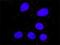 CRK Like Proto-Oncogene, Adaptor Protein antibody, H00001399-M03, Novus Biologicals, Immunocytochemistry image 