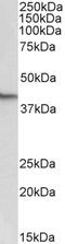 SP140 Nuclear Body Protein antibody, 43-613, ProSci, Enzyme Linked Immunosorbent Assay image 
