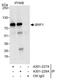 ZFP36 Ring Finger Protein Like 1 antibody, A301-228A, Bethyl Labs, Immunoprecipitation image 