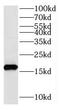 Ribosomal Protein S24 antibody, FNab07466, FineTest, Western Blot image 