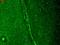 Potassium voltage-gated channel subfamily C member 1 antibody, LS-C109012, Lifespan Biosciences, Immunofluorescence image 