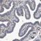 EF-Hand Calcium Binding Domain 7 antibody, NBP1-81372, Novus Biologicals, Immunohistochemistry paraffin image 