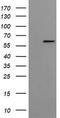 Formimidoyltransferase-cyclodeaminase antibody, TA505028AM, Origene, Western Blot image 