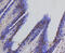 Heat Shock Protein Family A (Hsp70) Member 8 antibody, 13-851, ProSci, Immunohistochemistry frozen image 
