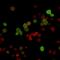 Zeta Chain Of T Cell Receptor Associated Protein Kinase 70 antibody, AE00240, Aeonian Biotech, Immunocytochemistry image 