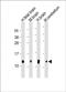 G Protein Subunit Gamma 3 antibody, PA5-72322, Invitrogen Antibodies, Western Blot image 