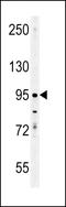 Enamelin antibody, LS-C167756, Lifespan Biosciences, Western Blot image 