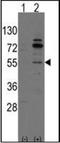 Cdc42 Guanine Nucleotide Exchange Factor 9 antibody, orb94893, Biorbyt, Western Blot image 