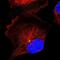 FGFR1OP N-Terminal Like antibody, NBP1-84109, Novus Biologicals, Immunofluorescence image 
