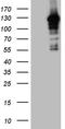 Mitogen-Activated Protein Kinase 8 Interacting Protein 1 antibody, TA809926, Origene, Western Blot image 