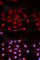 ABL Proto-Oncogene 1, Non-Receptor Tyrosine Kinase antibody, AP0001, ABclonal Technology, Immunofluorescence image 