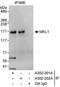 Myocardin Related Transcription Factor A antibody, A302-202A, Bethyl Labs, Immunoprecipitation image 