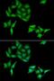 Cyclin-C antibody, LS-C748653, Lifespan Biosciences, Immunofluorescence image 