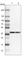Alcohol Dehydrogenase 7 (Class IV), Mu Or Sigma Polypeptide antibody, HPA039695, Atlas Antibodies, Western Blot image 