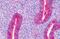 PAICS antibody, MBS249092, MyBioSource, Immunohistochemistry paraffin image 