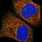 RUN And FYVE Domain Containing 3 antibody, HPA022970, Atlas Antibodies, Immunocytochemistry image 