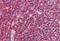 Sn1-specific diacylglycerol lipase alpha antibody, NBP1-20905, Novus Biologicals, Immunohistochemistry frozen image 