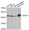 Vascular Endothelial Growth Factor C antibody, STJ26088, St John