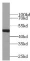 PD-L1 antibody, FNab06280, FineTest, Western Blot image 