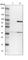 Mitochondrial Ribosomal Protein L39 antibody, HPA018331, Atlas Antibodies, Western Blot image 
