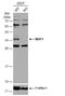 MAF1 Homolog, Negative Regulator Of RNA Polymerase III antibody, NBP1-31617, Novus Biologicals, Western Blot image 