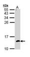 CDC28 Protein Kinase Regulatory Subunit 2 antibody, TA308257, Origene, Western Blot image 