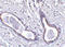 Abraxas 1, BRCA1 A Complex Subunit antibody, LS-C34740, Lifespan Biosciences, Immunohistochemistry frozen image 