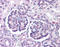 Protein Wnt-9b antibody, TA317687, Origene, Immunohistochemistry paraffin image 