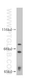 Heterogeneous Nuclear Ribonucleoprotein R antibody, 15018-1-AP, Proteintech Group, Western Blot image 